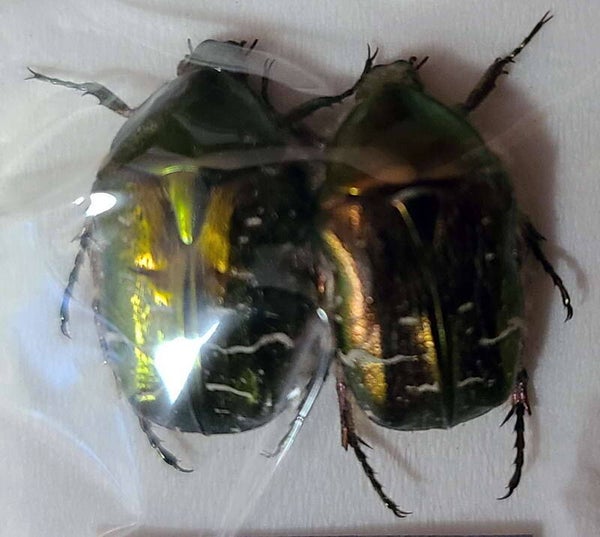 Cetonia aurata duo  France