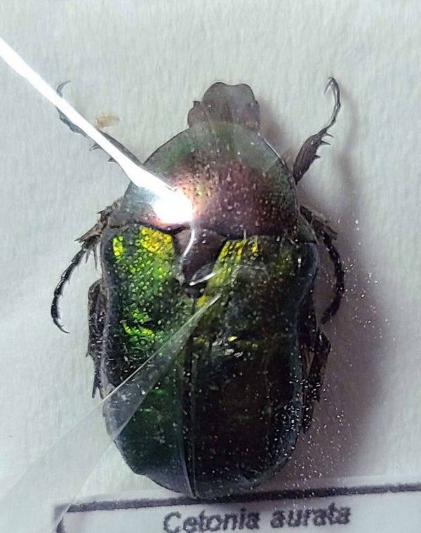 Cetonia aurata variation tunicata France