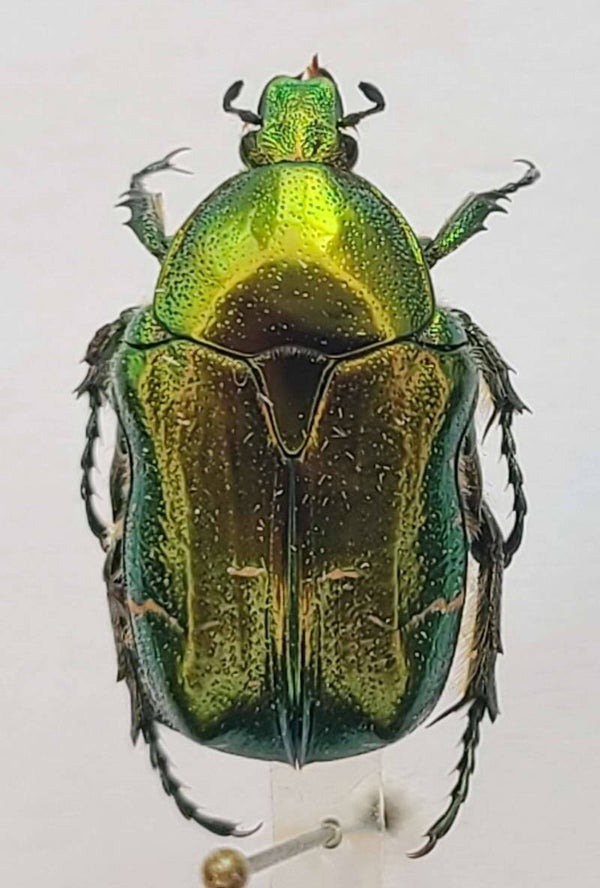Cetonia aurata  France