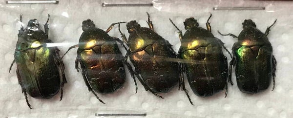 Lot de 5 Cetonia aurata pallida Yougoslavie