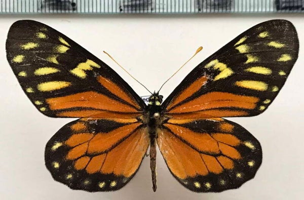 Charonias eurytele mâle A1-  Equateur