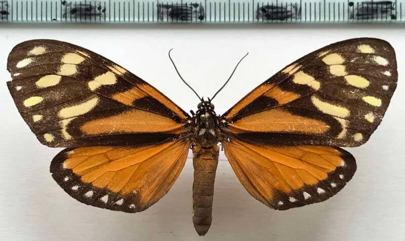 chetone_angulosa_m_panama-standard.jpg