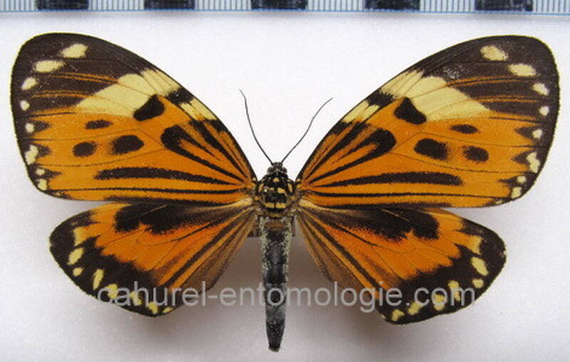 chetone_histriomorpha_eq-standard.jpg