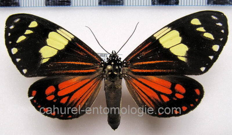 chetone_ithrana_eq01-standard.jpg