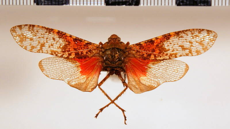 chilobia_selene_Bolivie