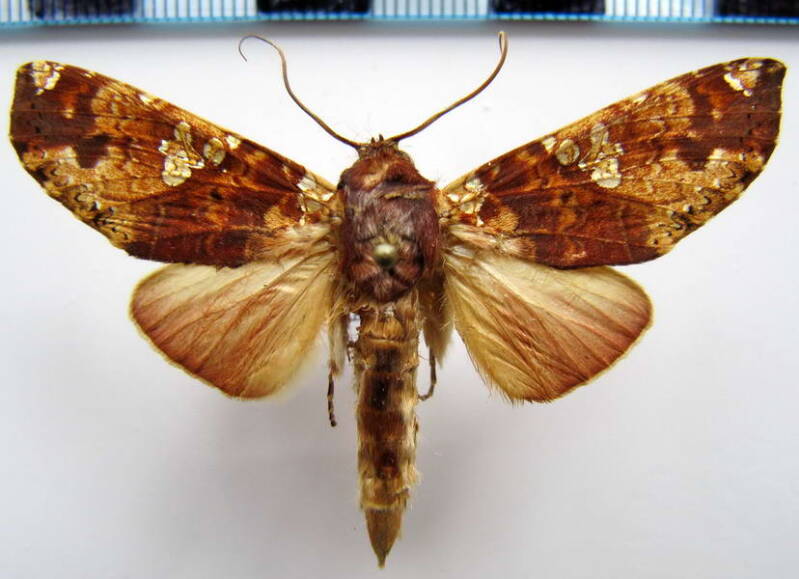 chliara_cresus_01_gf-standard.jpg