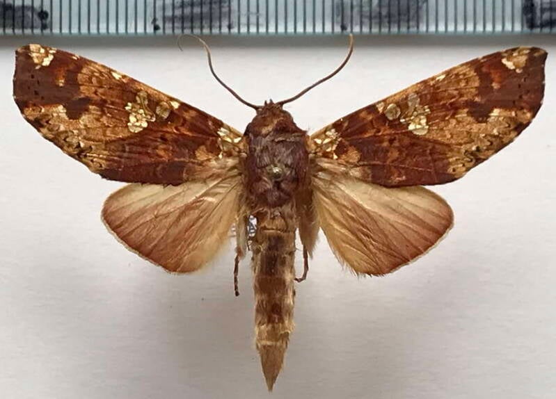 chliara_cresus_m_gf-standard.jpg
