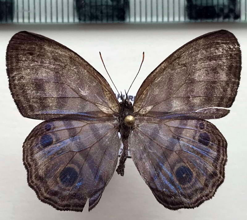 chloreuptychia_sp964_m_eq-standard.jpg
