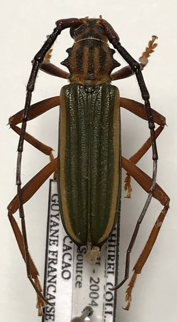 Chlorida festiva  Guyane française