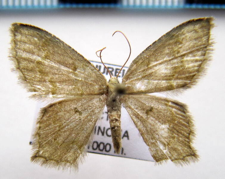 chloropteryx_sp04_eq-standard.jpg
