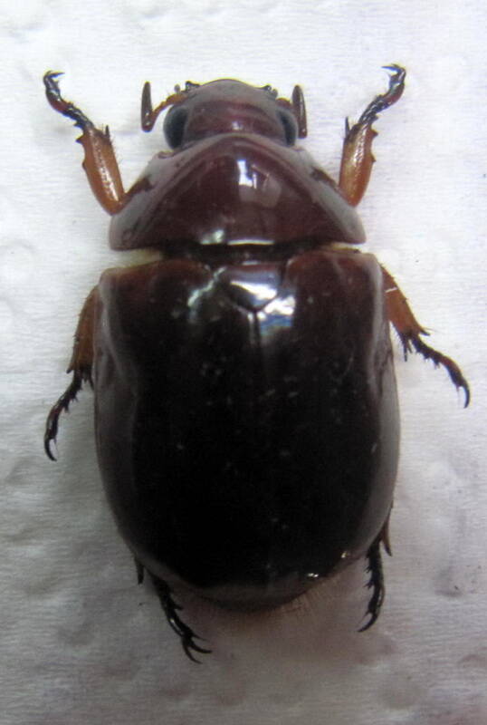chlorota_cerdani_Guyane fr