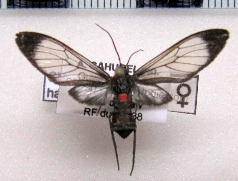 chrostosoma_haematica_f_gf-standard.jpg