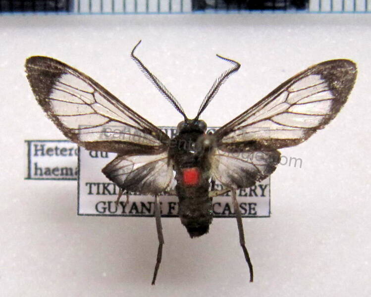 chrostosoma_haematica_m_gf-standard.jpg