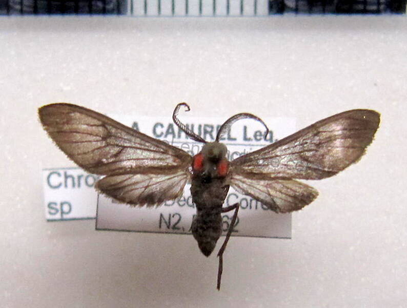 chrostosoma_sp01-standard.jpg