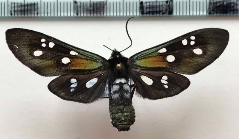 chrysocale_gigantea_f_col-standard.jpg