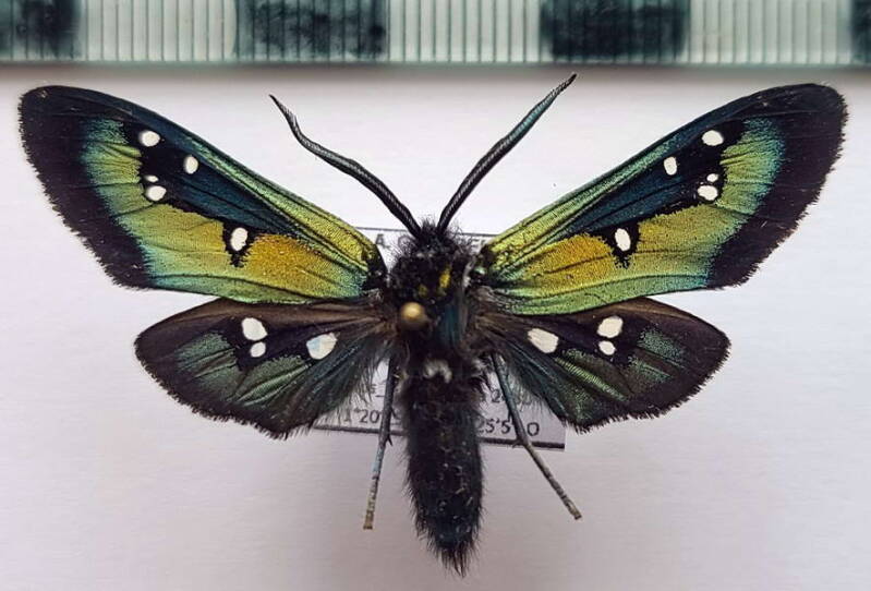 chrysocale_regalis_m02_eq-standard-4h5lb0.jpg