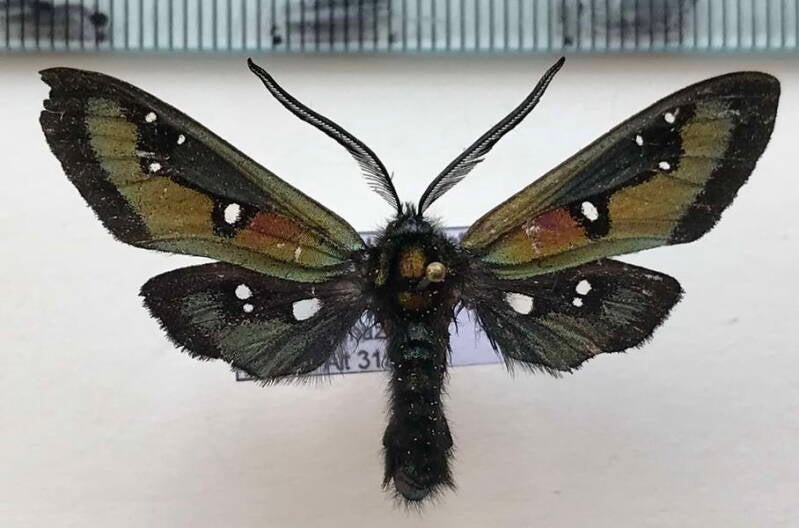 chrysocale_regalis_m02_perou-standard-119t5r.jpg