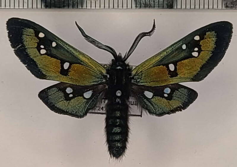 chrysocale_regalis_m03_eq-standard.jpg