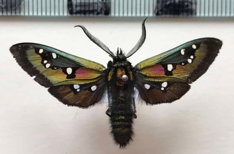 chrysocale_regalis_m_bol-standard.jpg