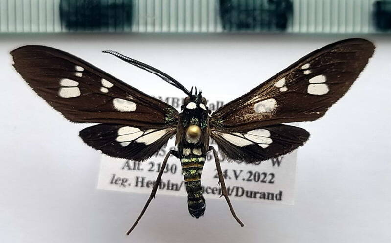 chrysochloe_acquiguttata_m_col-standard.jpg