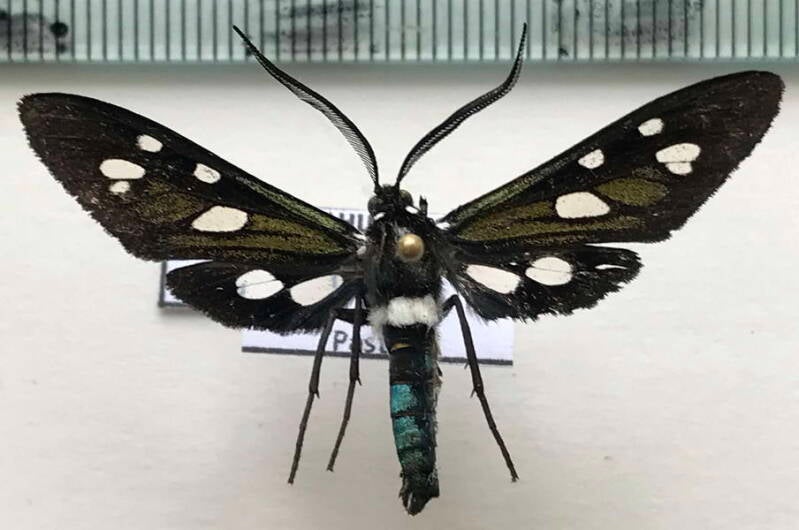 chrysochloe_cephalena_m02_eq-standard.jpg