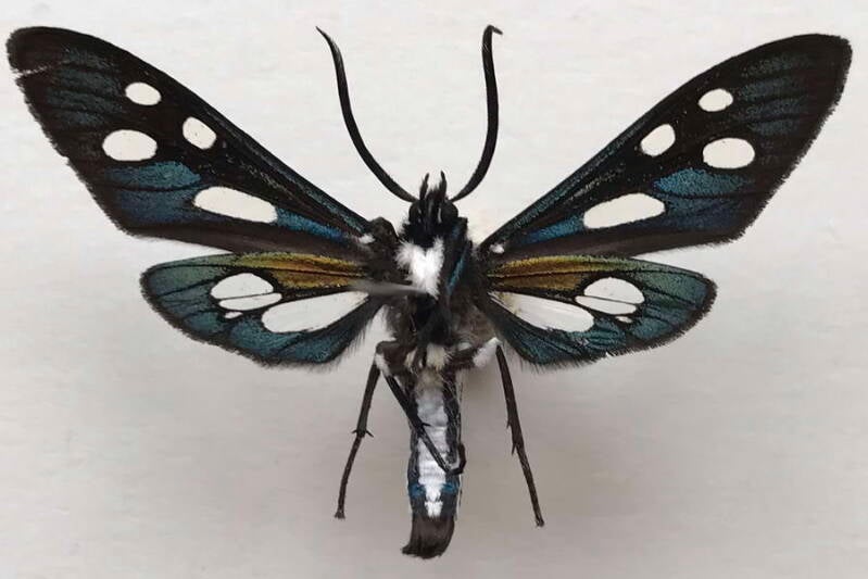 chrysochloe_sylva_m_eq_v-standard.jpg