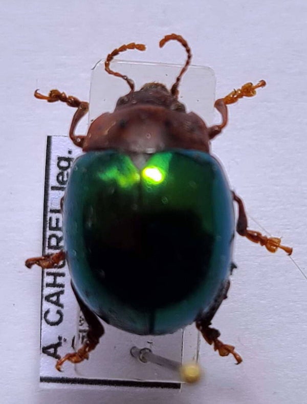 Chrysomelidae sp 1194  Guyane française