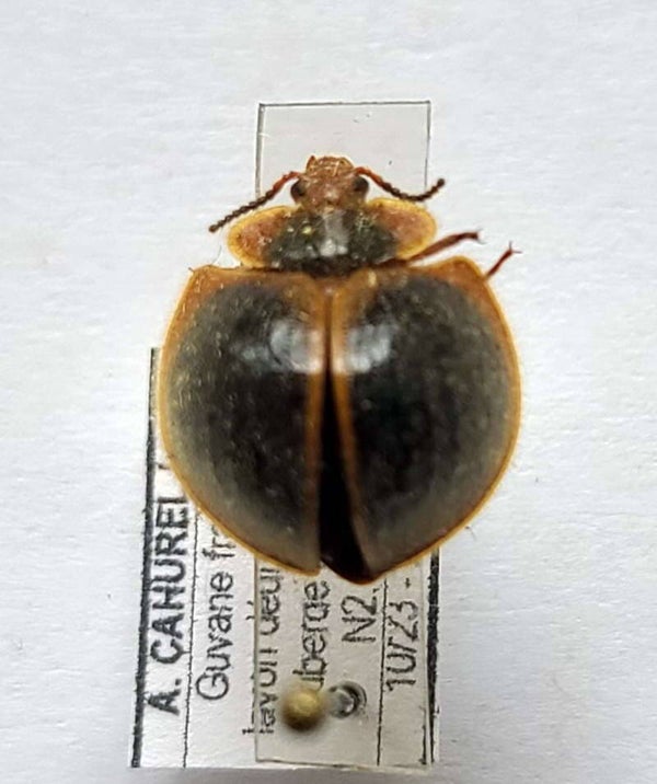 Chrysomelidae sp 1195  Guyane française