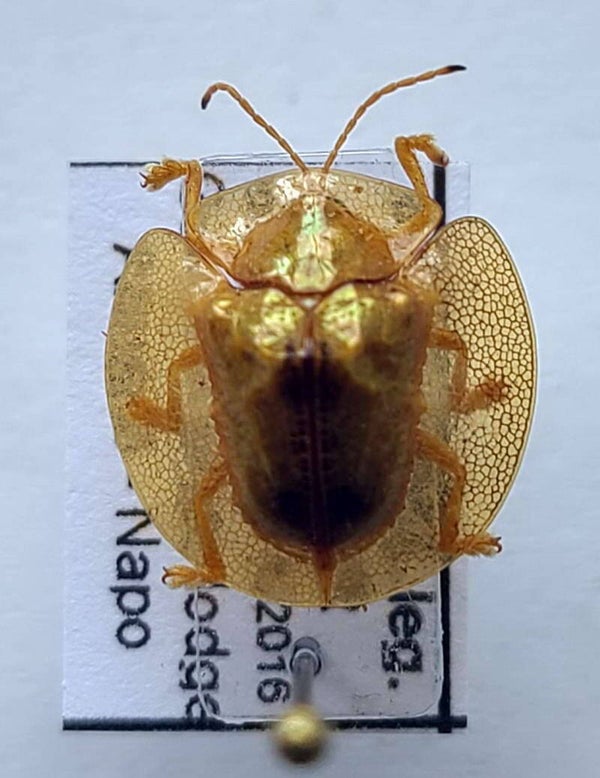 Cassidae sp 1197  Equateur