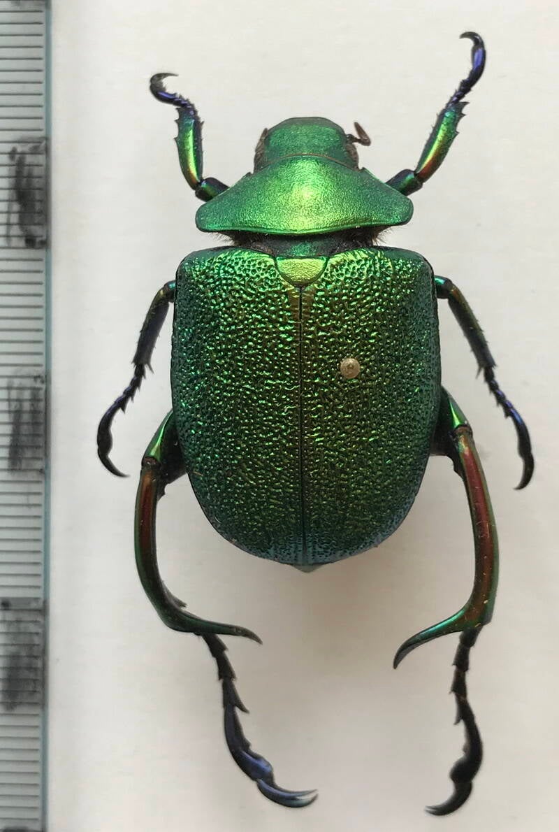 chrysophora_chrysophora_m_Colombie