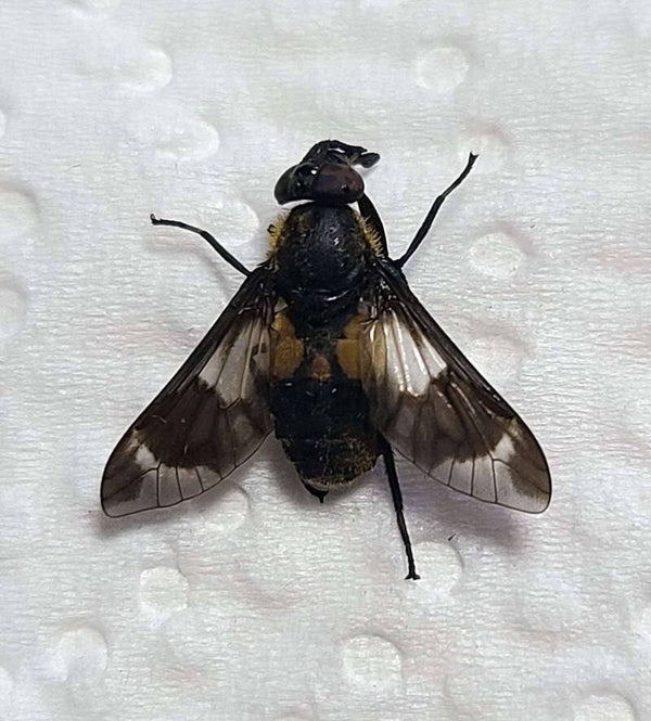 Chrysops relictus  France