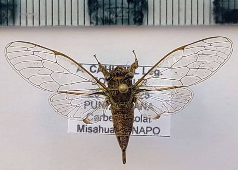 cicadidae_sp1122_Equateur