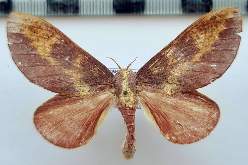 cicia_pelota_f_eq-standard.jpg