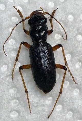 Tetraca affinis