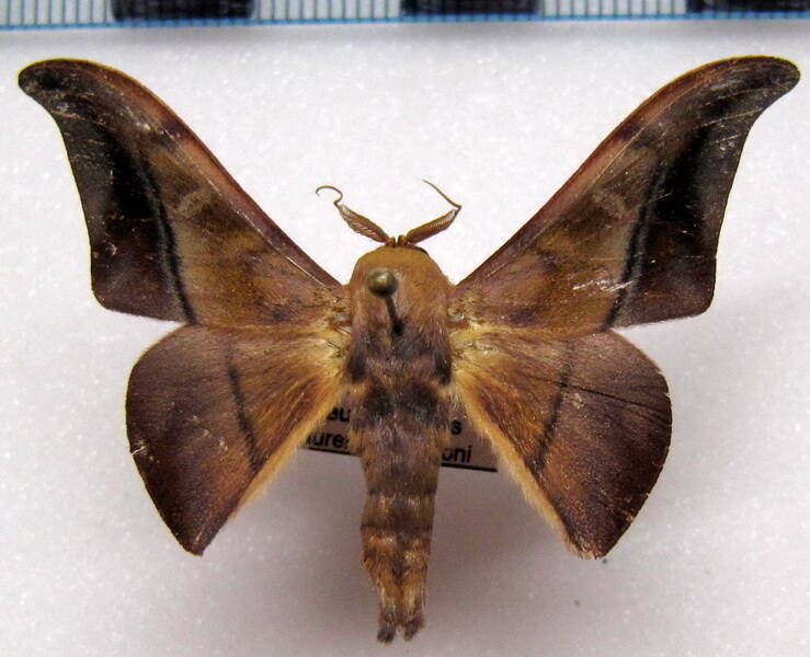 Cicinnus_anysia_Guyane fr