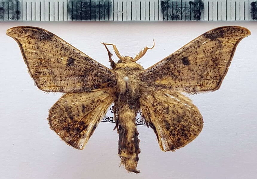 Cicinnus incerta mâle Guyane française