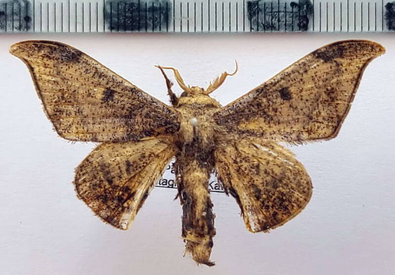 Cicinnus_incerta_m_Guyane fr