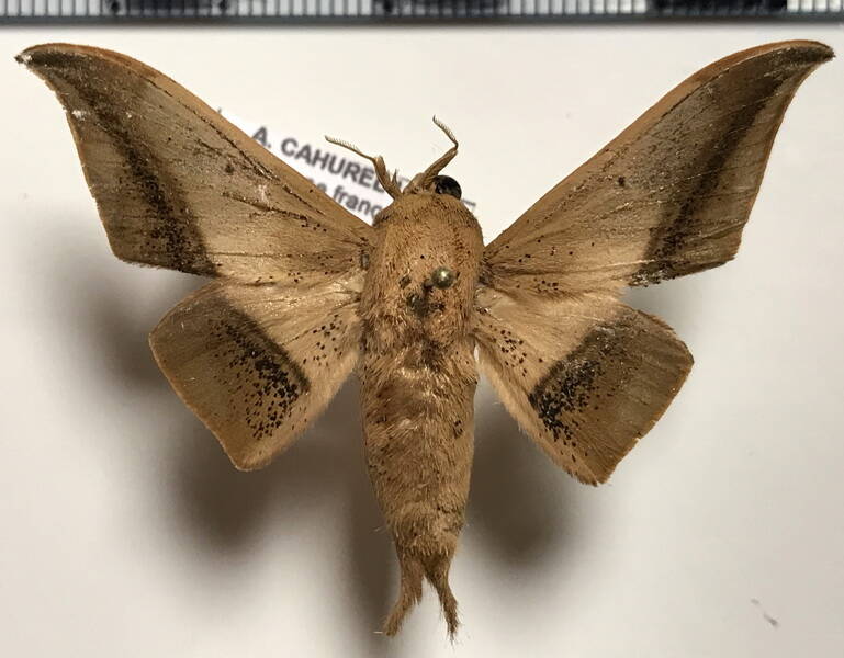 Cicinnus_lacuna_m_Guyane fr