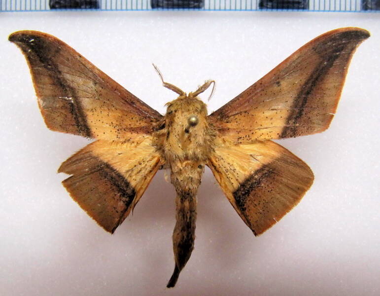 Cicinnus_sp_Equateur