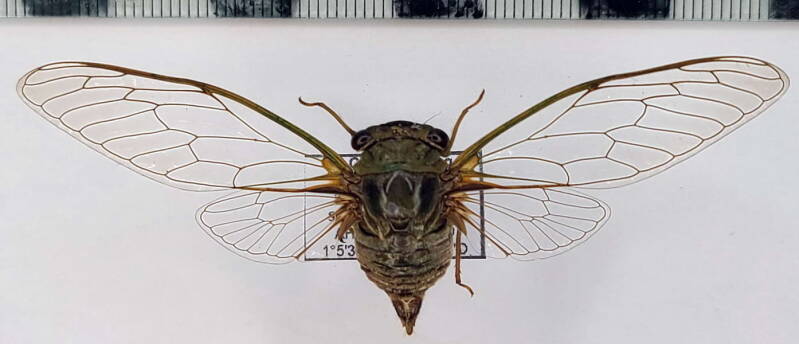 cigale-sp1123-Equateur