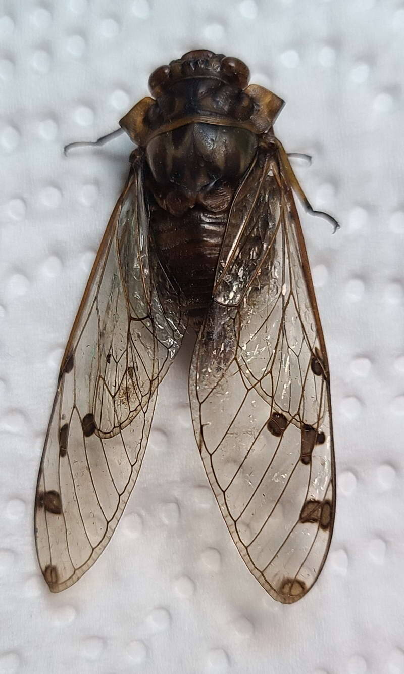 cigale_cig-10-Guyane fr