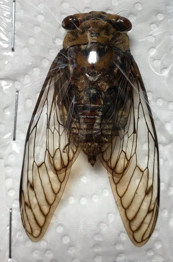 cigale_cig_01_Equateur