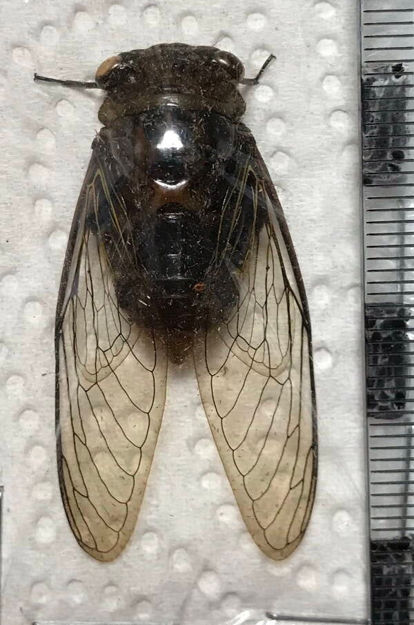 cigale_cig_02_Guyane fr