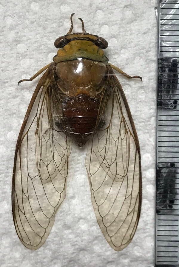 cigale_cig_04_Guyane fr