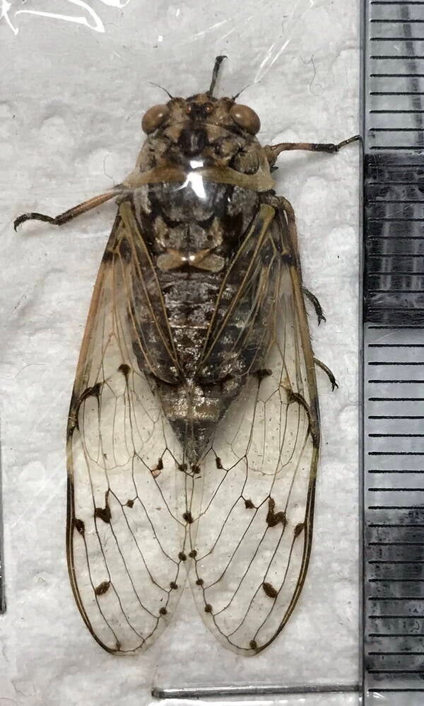 cigale_cig_09_Guyane fr