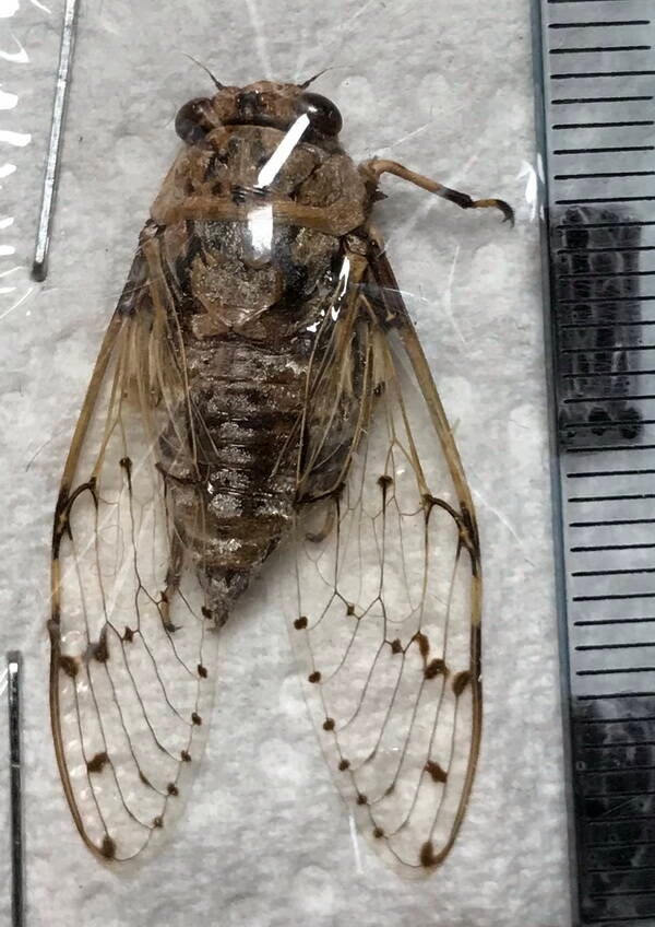 cigale_cig_10_Bolivie