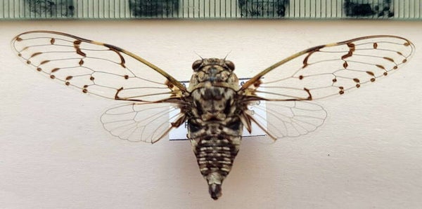 Cigale sp 1206  Equateur