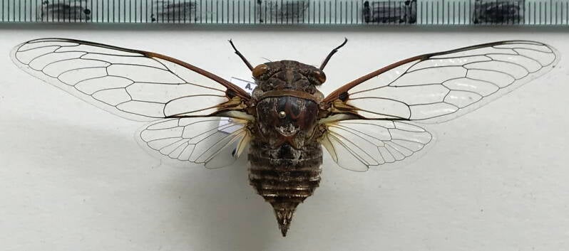 cigale_sp577_Guyane fr
