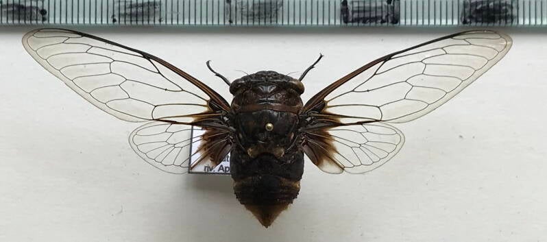 cigale_sp578_Guyane fr