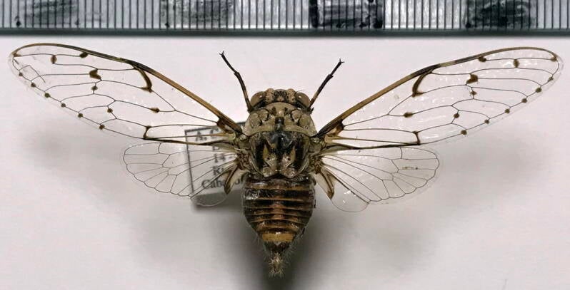 cigale_sp693_Equateur